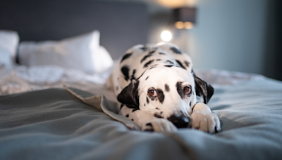 Dalmatian Protects ‘Girl House’ by Giving Mom’s Male Friend Some Serious Stink Eye