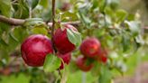 After more than 20 years of testing, you can now grow a Triumph apple tree