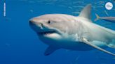Shark attack on central California coast severely injures swimmer, police close beach