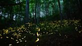 Want to watch fireflies light up the Smoky Mountains in 2024? Here's when and where