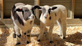 See it: Central Park Zoo welcomes two little lambs