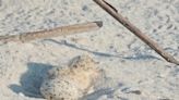 Beachgoers and their dogs threaten nesting shorebirds