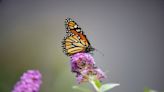 La destrucción de los bosques mexicanos fue la amenaza inicial a las mariposas monarca