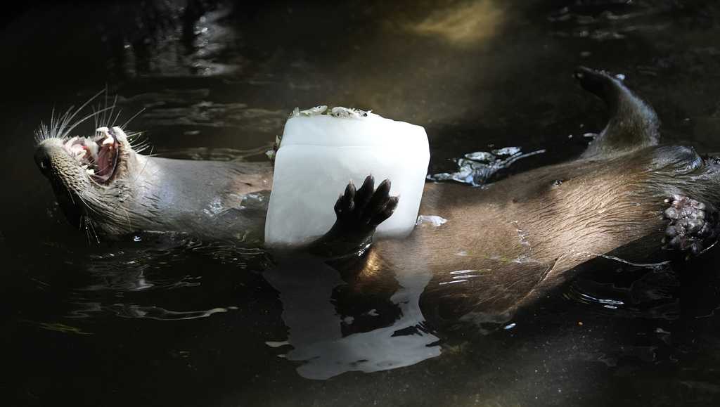 Frozen treats, cold showers and lots of ice; Florida zoo works to protect animals from summer heat