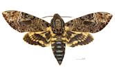 Death's-head hawkmoth