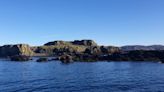 ‘Enorme’ morsa es vista por primera vez en 25 años en la costa de Escocia