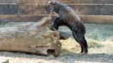 Potawatomi Zoo welcomes baby Sichuan takin