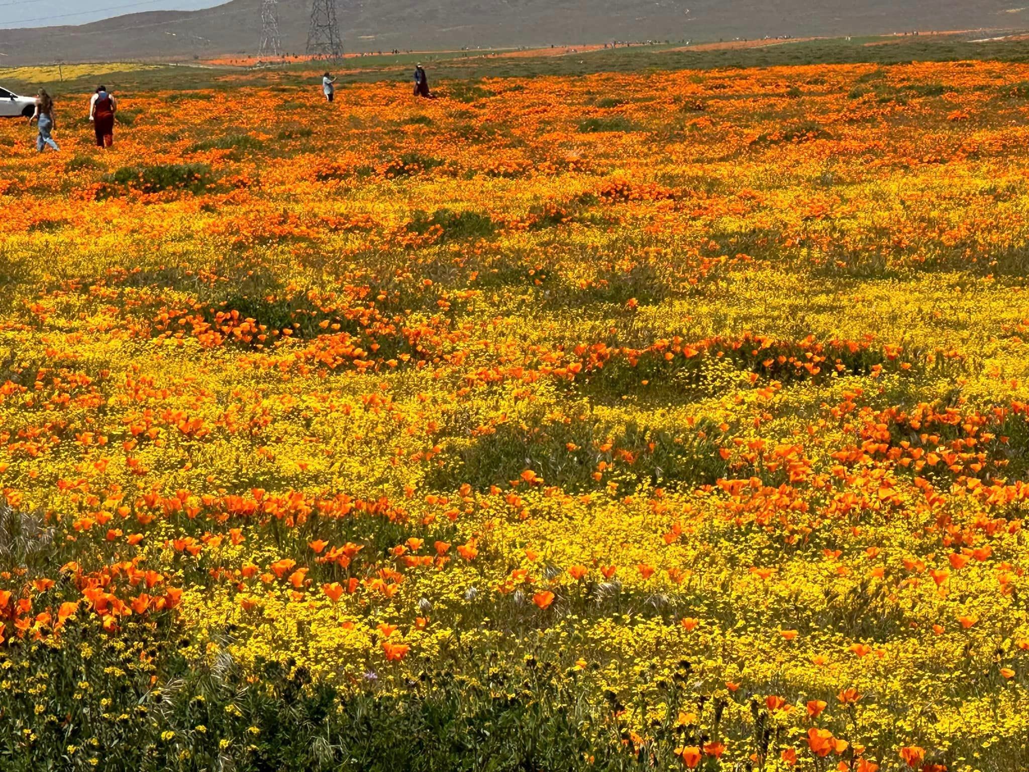 USA Today reader polls declare a High Desert flower festival one of the best in the nation