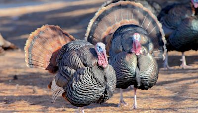 Spring 2024 turkey hunting season in New York begins