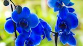 Are Blue Orchids Real? Here's What to Know