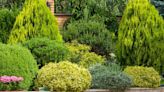 10 Small Shrubs That Will Make a Big Statement in Your Yard