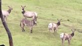 Calif. Family Spots Pet Donkey Missing 5 Years Living with an Elk Herd: He's a 'Wild Burro Now'