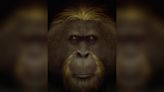 Giganto, world's largest ape, went down poor evolutionary path toward extinction