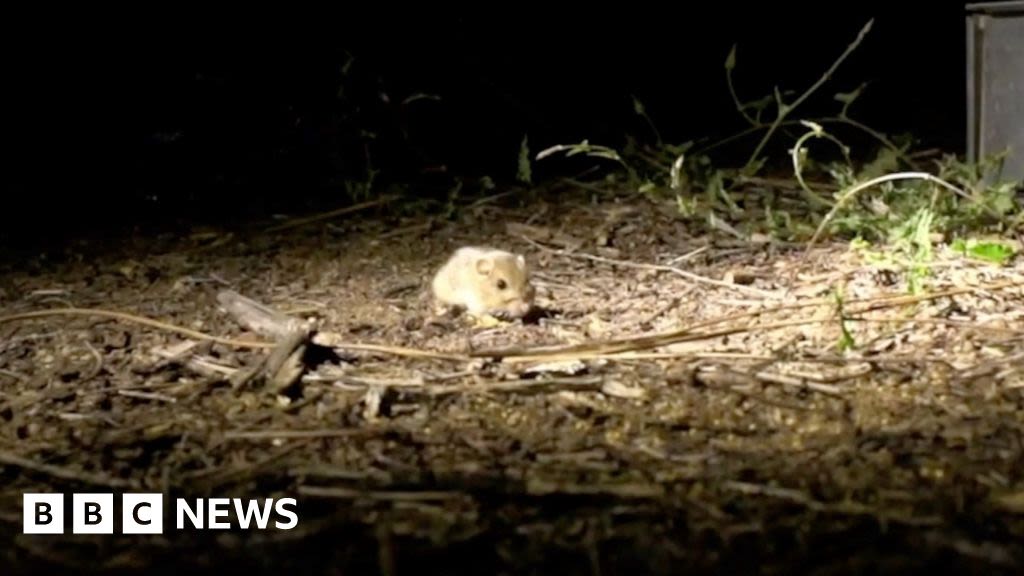 Pacific pocket mice released into the wild in California