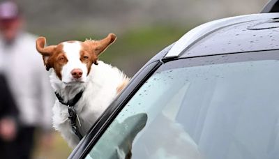 Driving expert shares hack to driving with dogs - and avoiding £5k fine