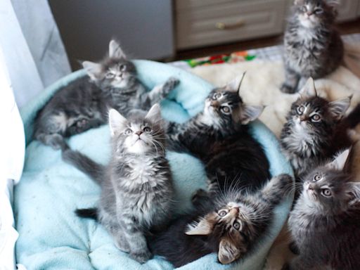 Maine Coon Kittens 'Take Over' Woman's House and It's the Cutest Chaos