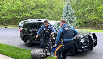 200-pound pig escapes from New Jersey farm; rescued by police officers: officials