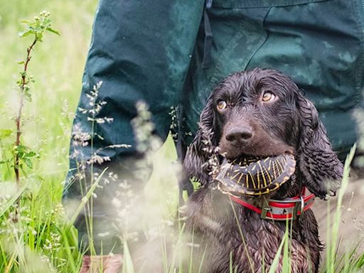 Specially trained spaniels key to locating elusive ornate box turtles for research in Illinois - Outdoor News