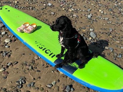 Six-legged dog abandoned outside B&M settles into new life in Pembrokeshire