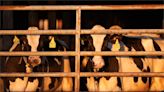 到禽畜農場要小心 美CDC：證實第2名乳牛場工人感染禽流感