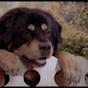 Man's Best Friend Dog Movie