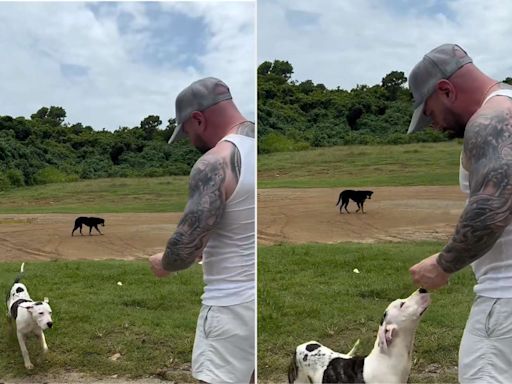 Man Notices Dog Following Him While on Vacation in Puerto Rico, Realizes He Can't Leave Her Behind (Exclusive)