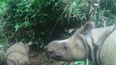 Javan Rhino Clings To Survival After Indonesia Poaching Wave