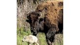 What could make a baby bison white?