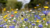 Mapped: Pollen hotspots this weekend as Met Office issues hay fever warning