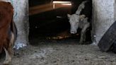 Russia plans big dairy export push in North Africa, Middle East and Asia