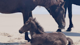 Corolla Wild Horse Fund welcomes baby Elvis, a joyful addition