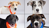 4 Western New York pups to feature in Puppy Bowl XX