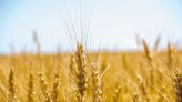 糧食自主成誘因 巴西核准基改小麥種植販售