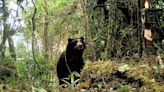 Santuario Histórico de Machu Picchu pionero en monitoreo satelital de osos de anteojos
