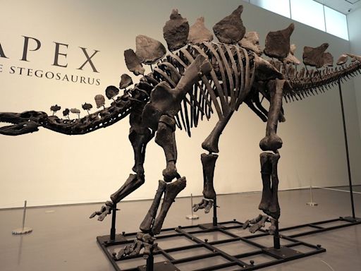 Extraordinary 161-million-year-old Stegosaurus to go up for auction at Sotheby's