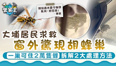 處理蜂巢｜大埔居民求救窗外驚現胡蜂巢 一巢可住2萬隻蜂拆解2大處理方法