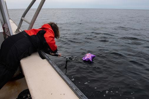 Balloons harm wildlife. Florida is set to ban their release. - The Boston Globe