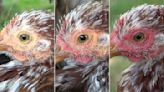 Hens blush when excited or scared, study finds