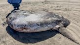 Rare 7-foot fish washed ashore on Oregon's coast garners worldwide attention