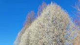 Bradford pear: The pretty, smelly, and invasive tree that can be found all over New Jersey