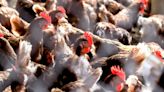 Man with First Human Case of H5N2 Bird Flu Variant Dies in Mexico