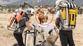 NASA Astronauts Run Into Cow While Practicing for Lunar Landing