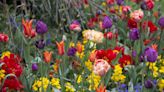 The ultimate guide to summer bulbs: what to plant, when to grow, and where to buy