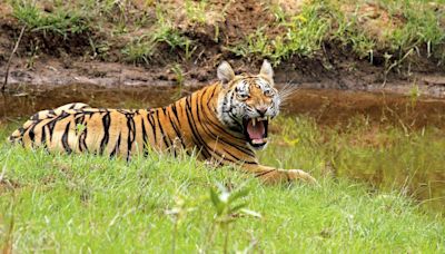 World Tiger Day: The big cat’s mortality alarming, say experts