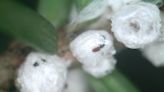 Sleeping Bear Dunes trail closed after insect infestation attacks hemlock trees