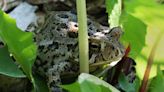 See it: 'Super rare' snake found in mouth of toad in Kansas