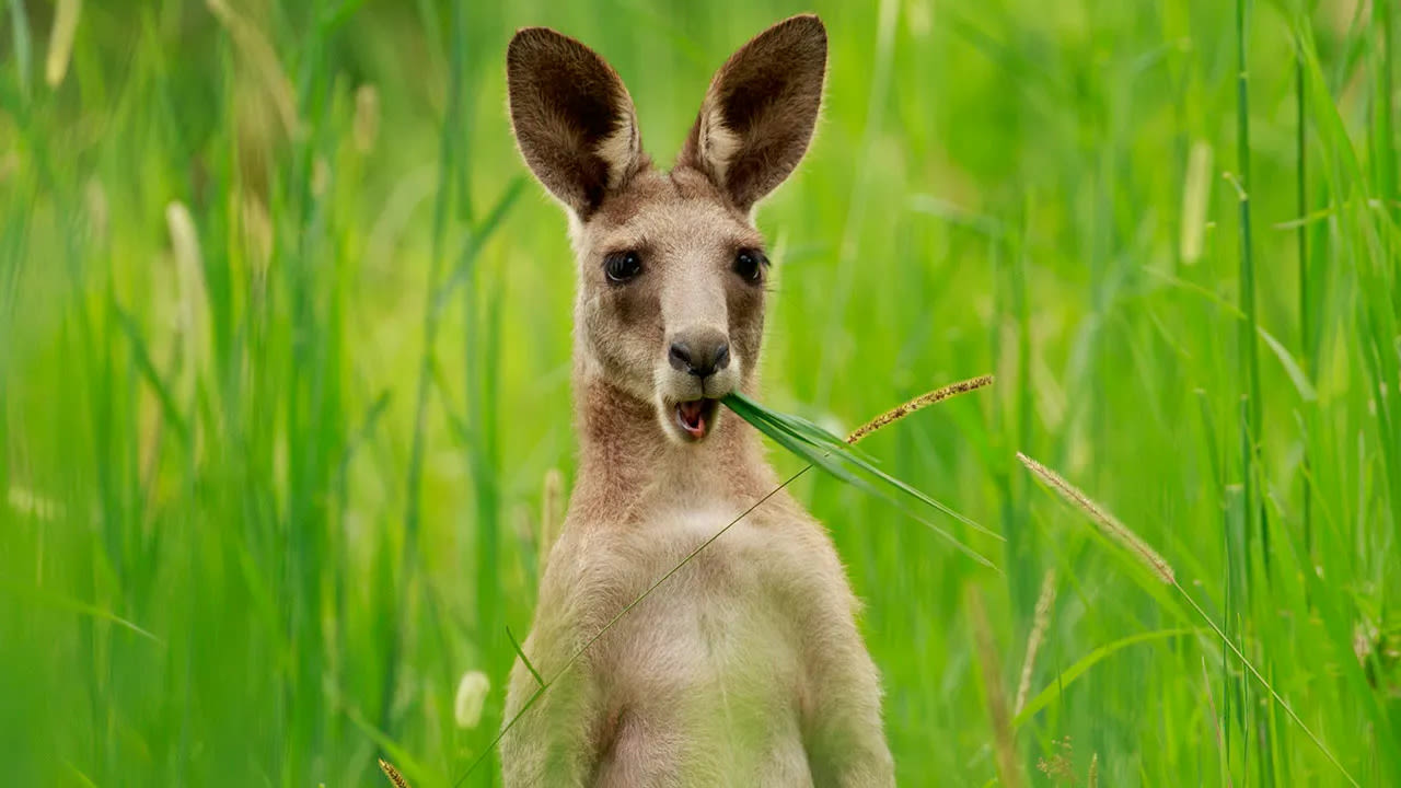 Kangaroo missing in Germany for 6 months after escape is found some 50 miles from home