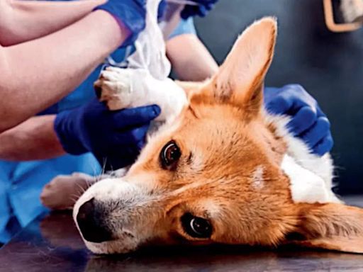 Efforts fall short: Hyderabad logs 30k dog bite cases each year | Hyderabad News - Times of India