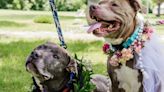 Shelter Dogs Who Must Be Adopted Together Tie The Knot In Sweet Wedding Ceremony