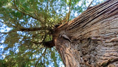 Neighbour on the hook for $3,675 in damages due to ‘nuisance cedar’: B.C. tribunal